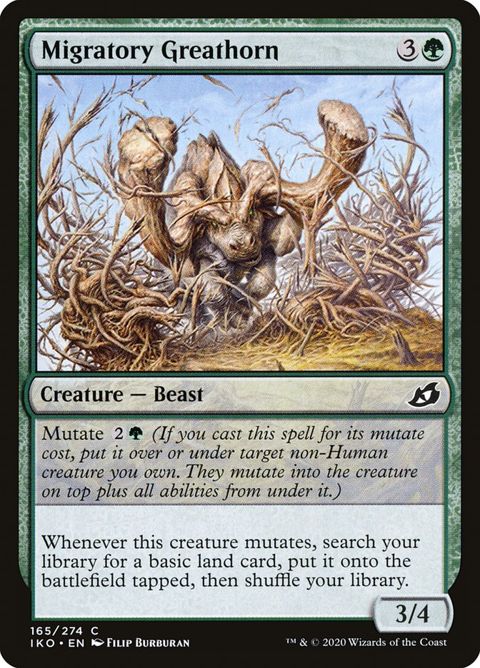 Migratory Greathorn (165)
