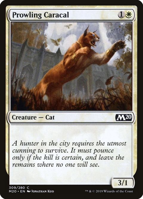 Prowling Caracal (309)